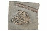 Fossil Crinoid (Barycrinus) - Crawfordsville, Indiana #216139-1